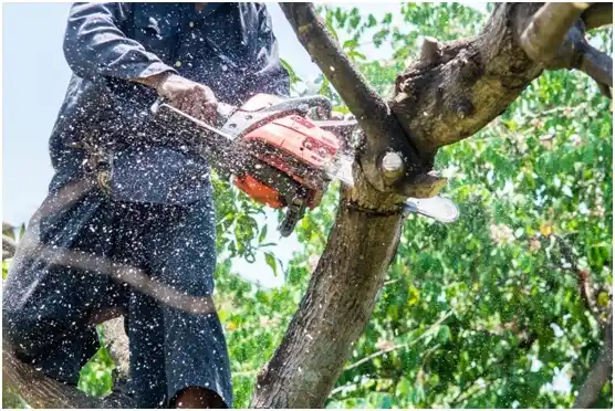 tree services Grindstone